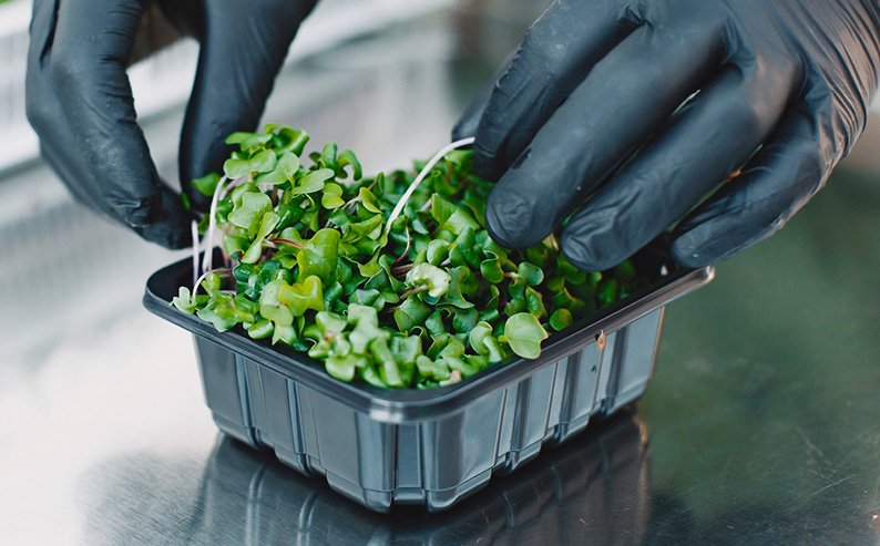 Les Micro-Greens : Une Révolution Verte